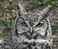 Picture Title - Owl