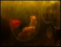 Picture Title - goldfish 9 - trinity...& trapped