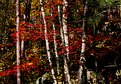 Picture Title - Birch n' Maple I