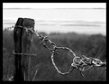Picture Title - Barbed wire