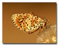 Picture Title - Butterfly _ Melitaea didyma 