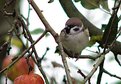 Picture Title - Bird from my garden