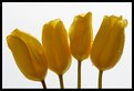 Picture Title - tulips,four.
