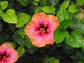 Picture Title - Hibiscus Flower