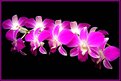 Picture Title - Orchid lovers for u 