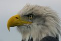 Picture Title - Bald Eagle 2 