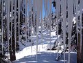 Picture Title - Through The Icicles