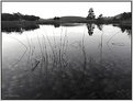 Picture Title - Dog Pond B/W