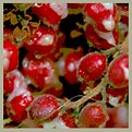 Picture Title - Berries