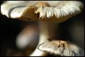 Picture Title - forest mushrooms 4