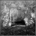 Picture Title - Ivy Arch