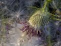 Picture Title - Thistle