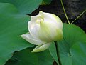 Picture Title - White lotus
