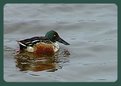 Picture Title - Northern Shoveler