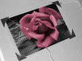 Picture Title - Fallen Rose