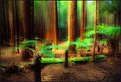 Picture Title - Redwood Forest