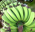 Picture Title - bananas metidas