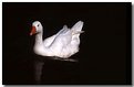 Picture Title - Snow Goose