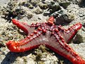 Picture Title - Sea Star on Low Tide