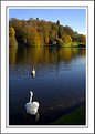 Picture Title - Do the swans know it's autumn?