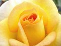 Picture Title - Yellow Rose