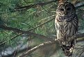 Picture Title - Barred Owl