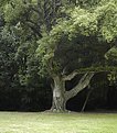 Picture Title - Squared tree