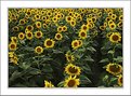 Picture Title - Sunflowers #2 