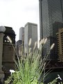 Picture Title - Chicago