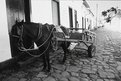 Picture Title - The Horse Before the Cart