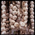 Picture Title - "GARLIC"