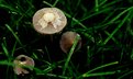 Picture Title - Mushrooms