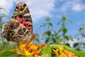 Picture Title - Butterfly and Lantana