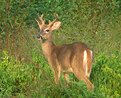 Picture Title - Baby Buck