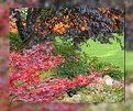 Picture Title - Butchart Garden, Fall 04