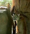 Picture Title - Puma