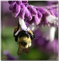 Picture Title - Gathering Nectar