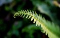 Picture Title - Fern