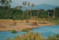 Picture Title - Elephant's in Samburu