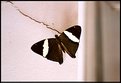 Picture Title - Butterfly 02