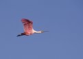 Picture Title - Roseate Spoonbill