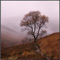 Picture Title - the lone tree