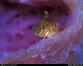 Picture Title - Blenny and Purple Sponge