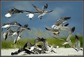 Picture Title - Circle of Gulls