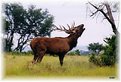 Picture Title - ELK 1