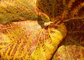Picture Title - autumn