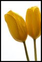 Picture Title - tulips, two.