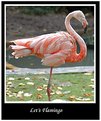 Picture Title - Let's Flamingo