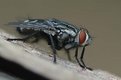 Picture Title - Flesh fly