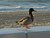 Beach Duck